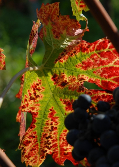 Merlot Blatt 16